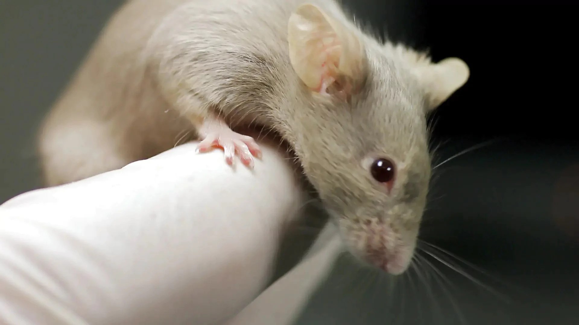 ratones