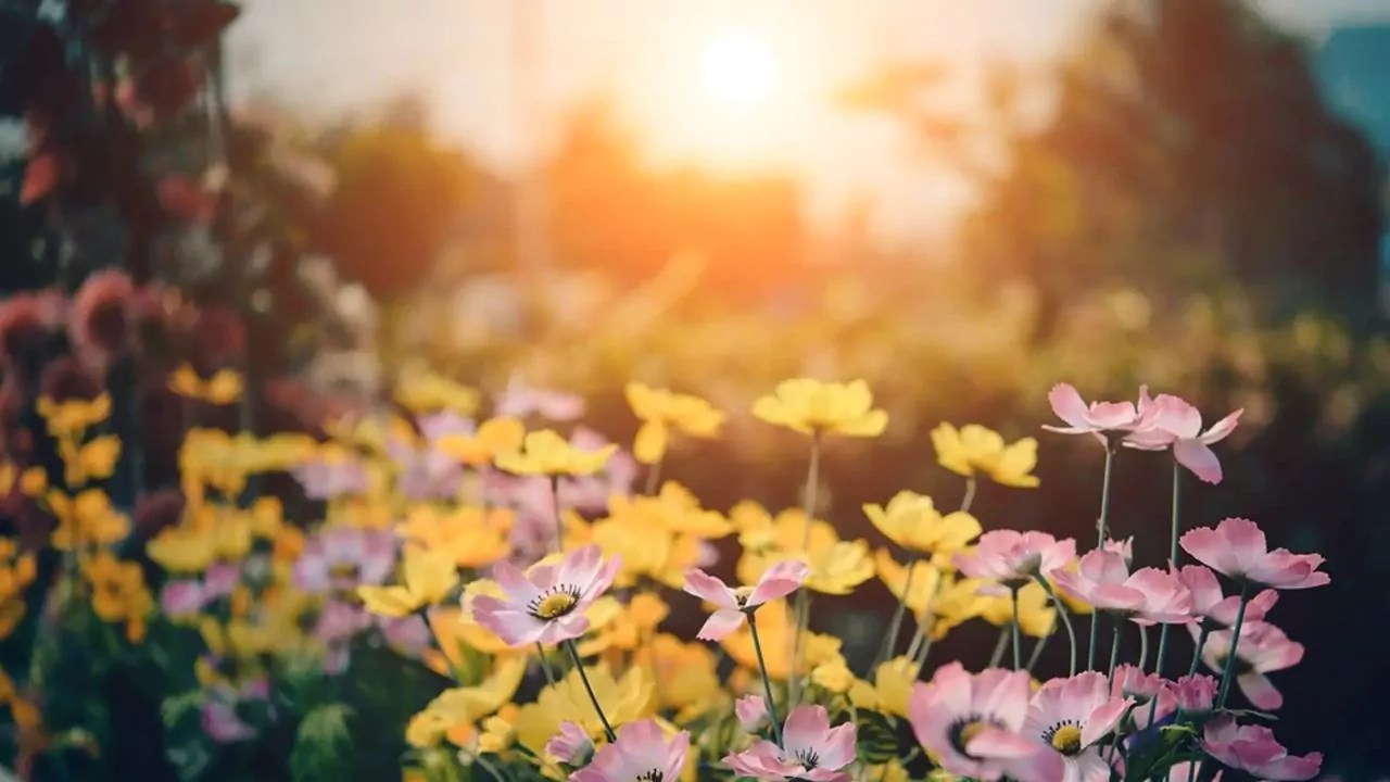 flores