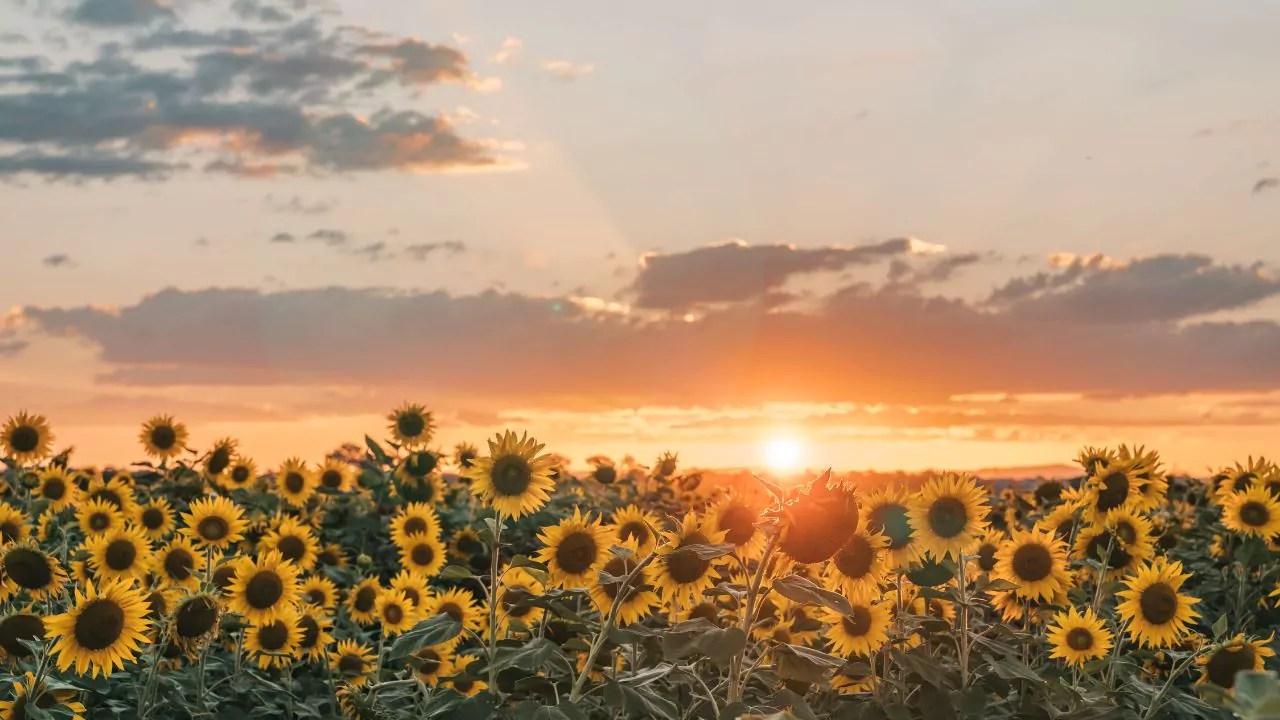 sol