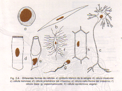 Encuentra Aqui Informacion De Organizacion Unicelular Para Tu Escuela Entra Ya Rincon Del Vago