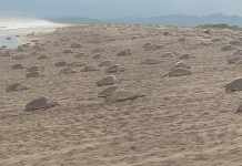 El Santuario de la Playa de Morro Ayuta recibe la 5ª arribada de Tortuga Golfina