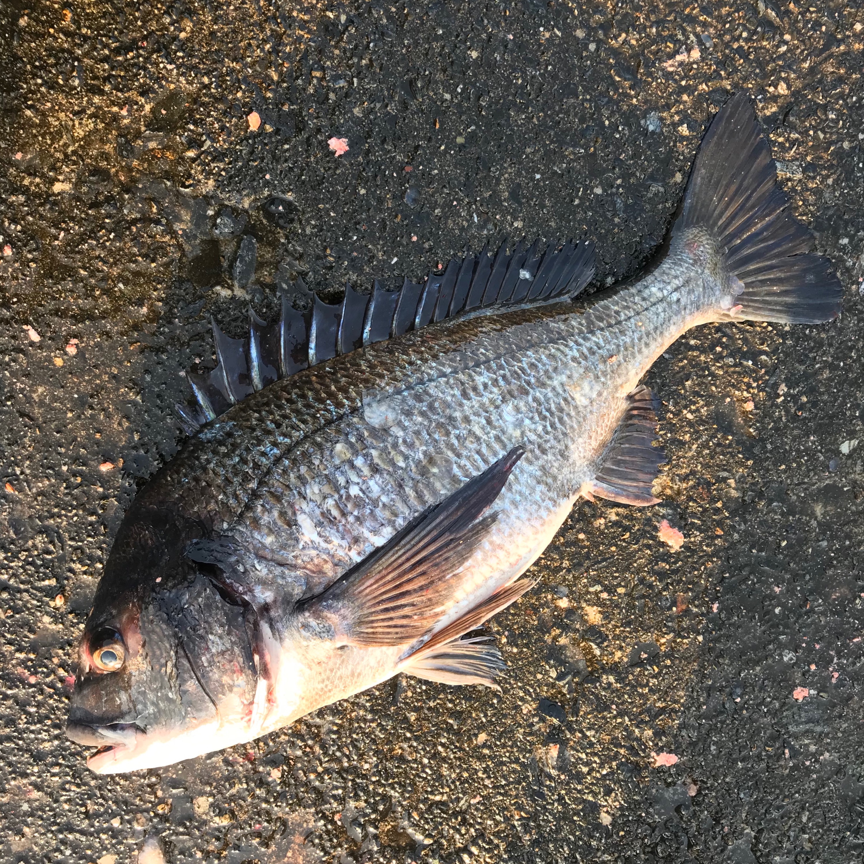立体魚拓　チヌ　黒鯛　クロダイ 立体魚拓　チヌ　黒鯛　クロダイ