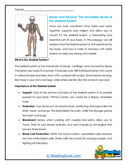 Skeletal system worksheets
