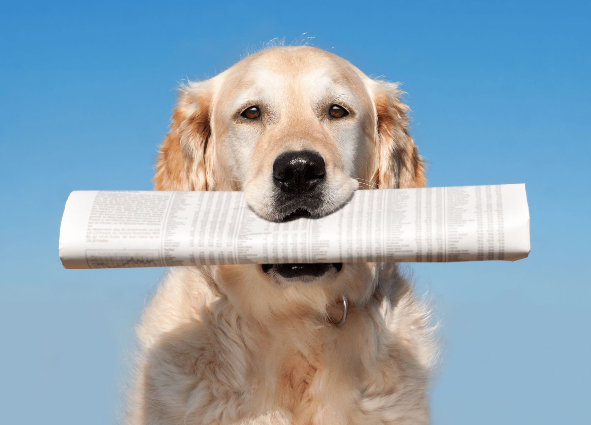 Against a sky-blue background, a Golden Retriever dog holds a folded newspaper in its mouth.