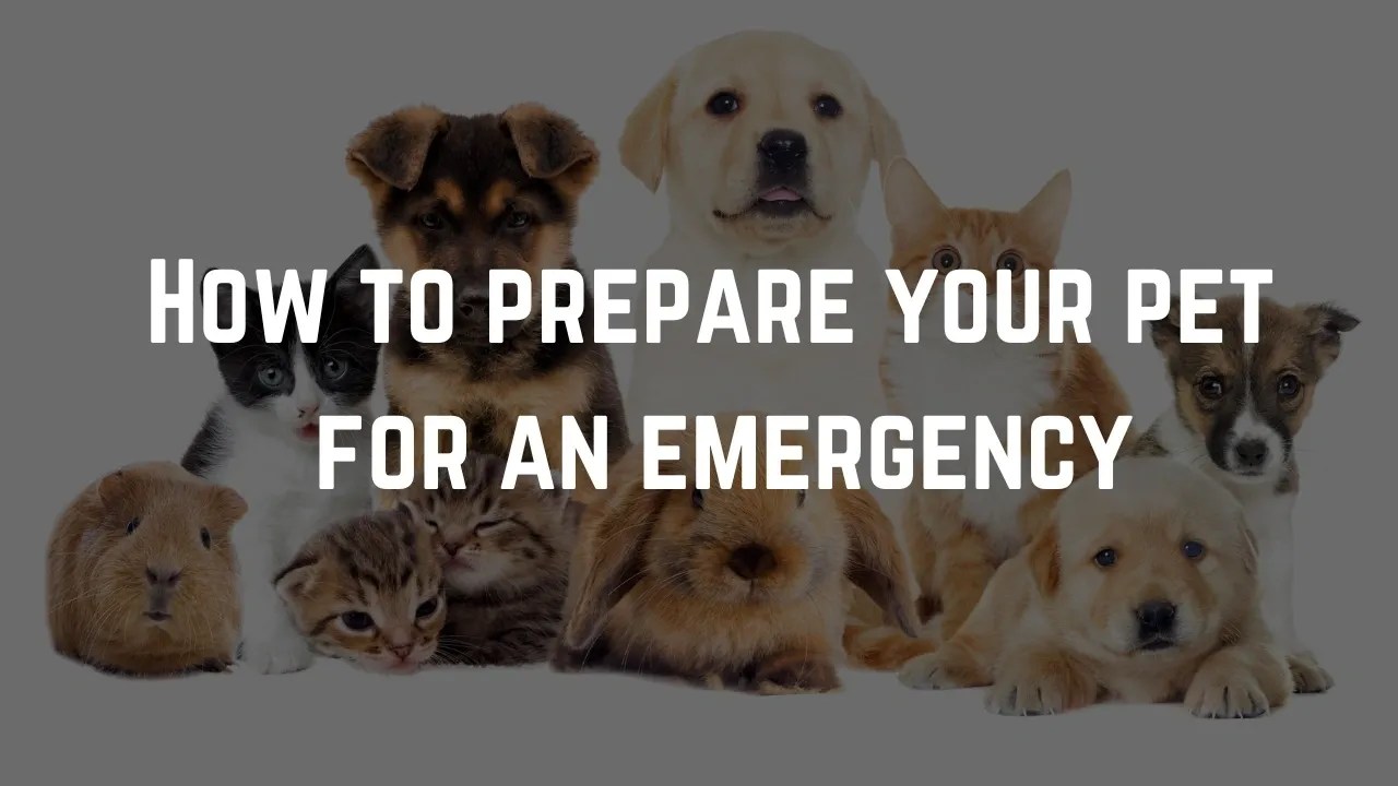 How to prepare your pet for an emergency with food, water, carriers, and medical supplies