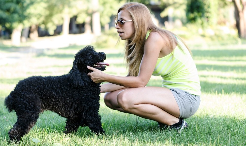 poodle leash training