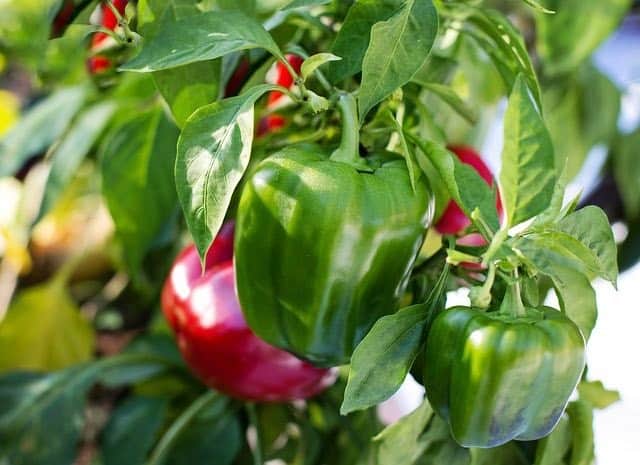 This awesome tinkercad, and soon to be a 3d print, is an amazing house for your plants that don't have a home. Top Problems Growing Pepper Plants And How To Fix Them Ready To Diy