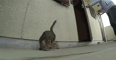笑い死に注意 おもしろ 可愛い過ぎる猫gif特選画像ｗ Vol 29 変なニュース