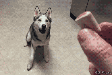 Gif おもしろ 可愛い過ぎる犬gif特選画像12 変なニュース