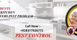 Pest Control Delhi