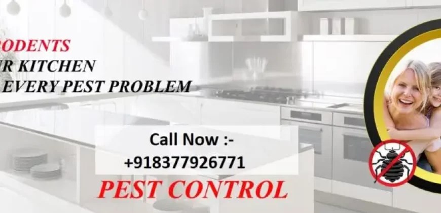 Pest Control Delhi