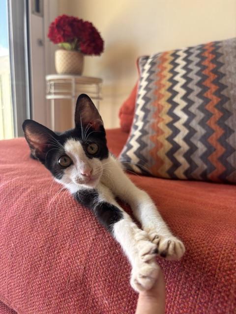 🐾A Second Chance for Ziggy: Raising Funds for his Femoral Head Surgery (FHS)7🐾