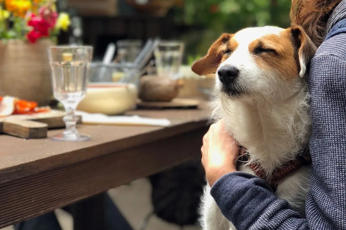 Imagen de la noticia "Vecinos piden habilitar bares y restós pet friendly" publicada por realidadsm.com