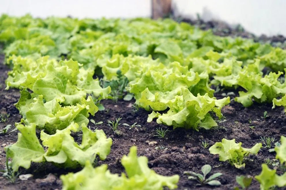 Imagen de la noticia "Plantines gratis para huertas: inscripción hasta el 31 de agosto" publicada por realidadsm.com