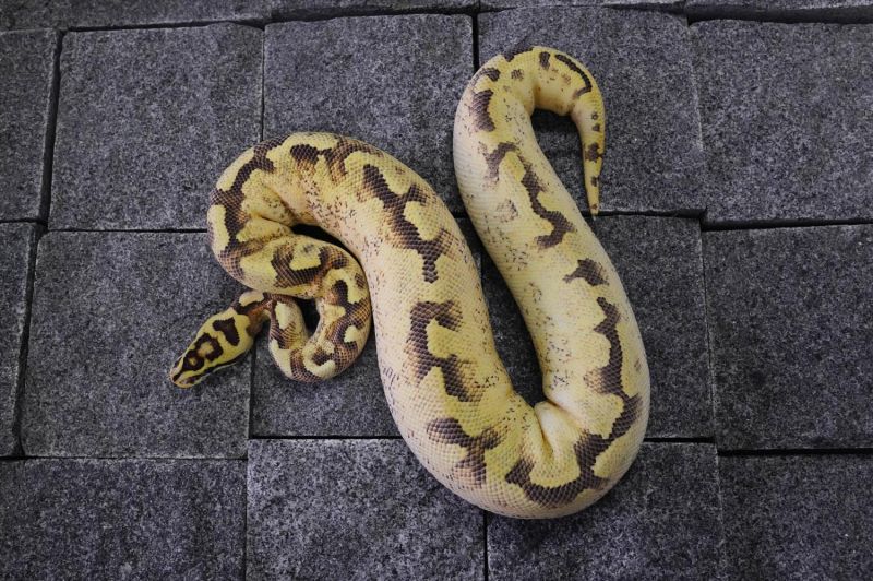 Enchi Spider Freeway Reality Ball Python - Premium Minimal Picture Gallery - Mobile