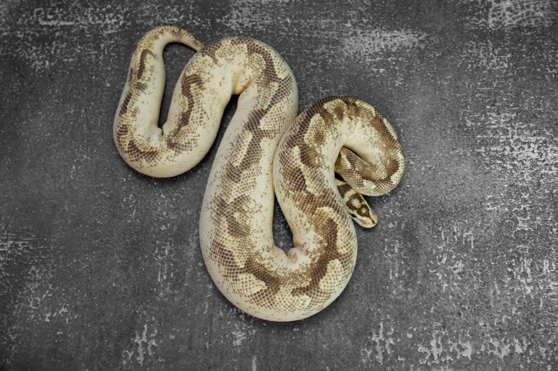 Enchi Spider Freeway Reality Ball Python - Incredible Retina Landscape Backgrounds | Free Download