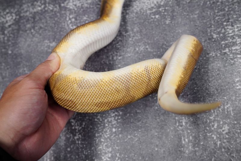 Enchi Sunset Reality Ball Python - Landscape Designs - Elegant High Resolution Collection