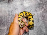 Od Pastel Desert Ghost 50 Het Cryptic Reality Ball Python