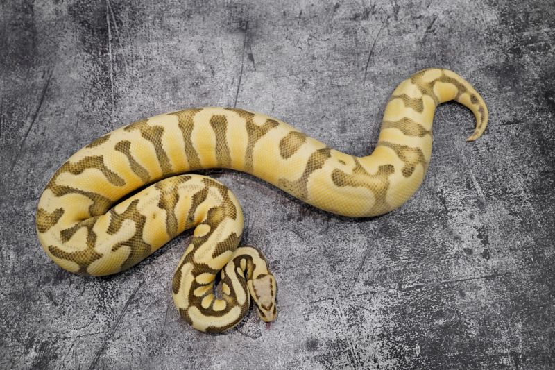 Chocolate Enchi Super Pastel Desert Ghost Reality Ball Python - Best Colorful Patterns in Retina