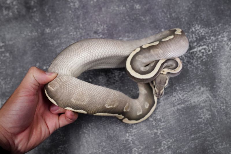 Ghi Mojave Desert Ghost Reality Ball Python - Premium Nature Illustration Gallery - High Resolution