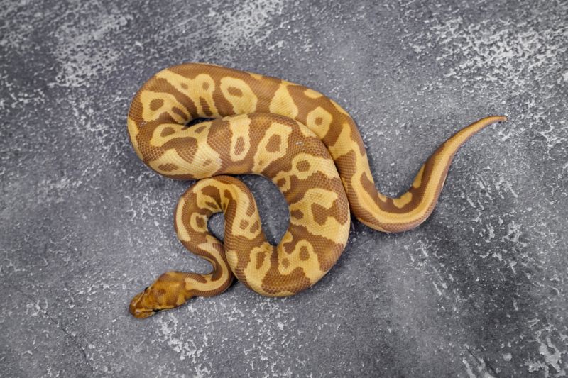 Leopard Ultramel 100 Het Clown Reality Ball Python - 4K Sunset Patterns for Desktop