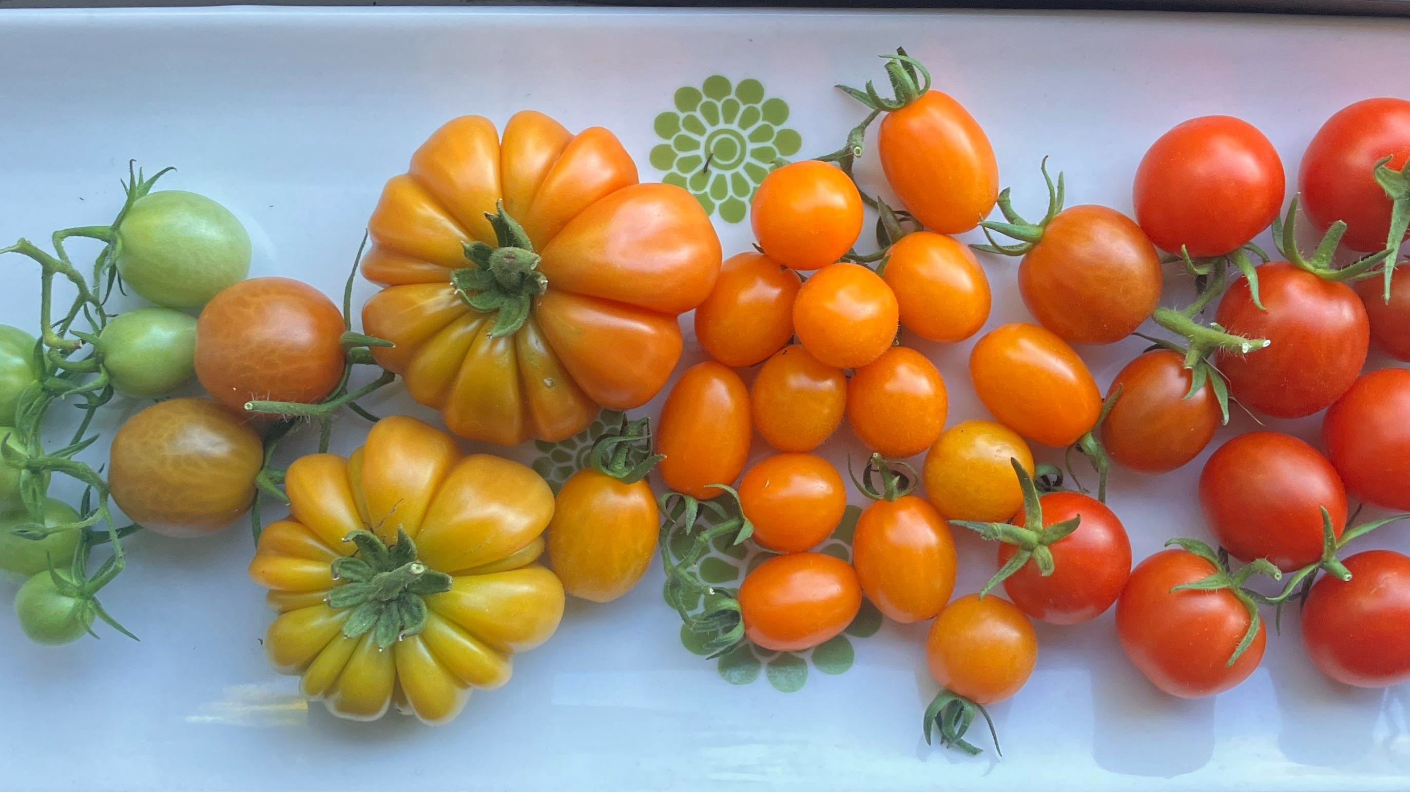 growing tomatoes in Canberra