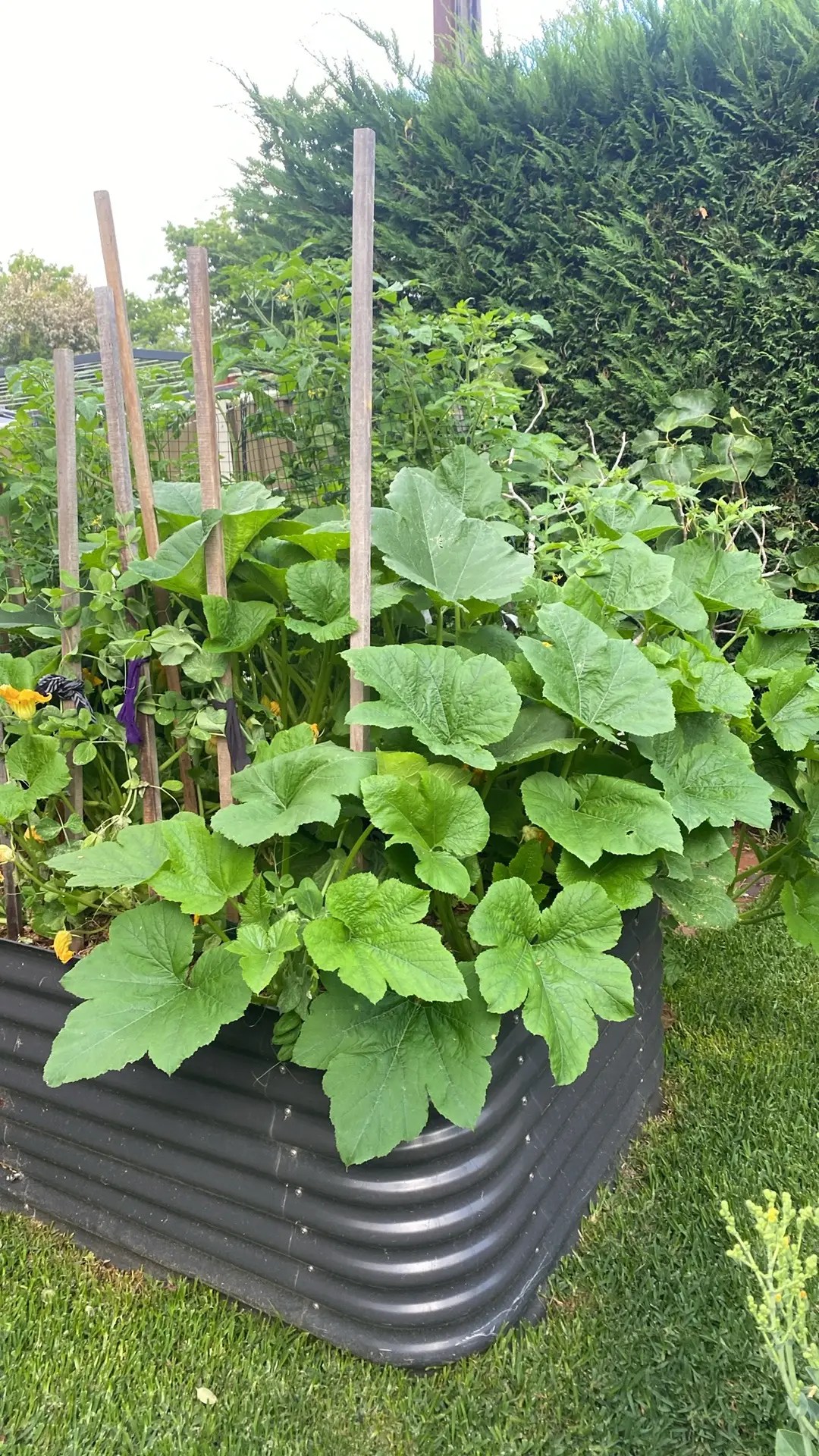 Grow Cucumbers At Home