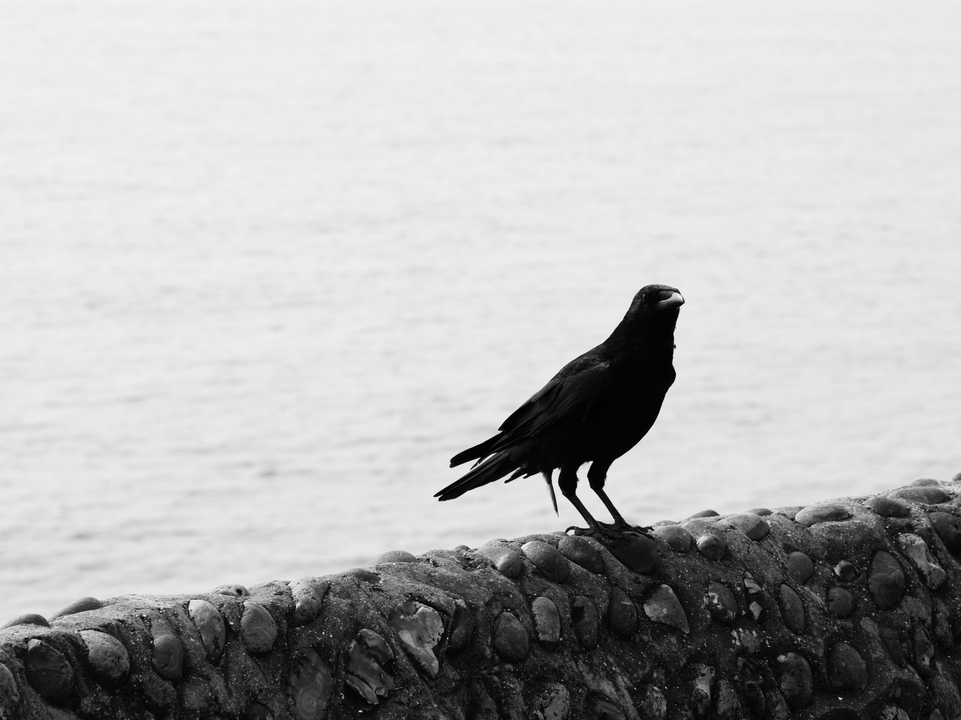 Picture of a Raven