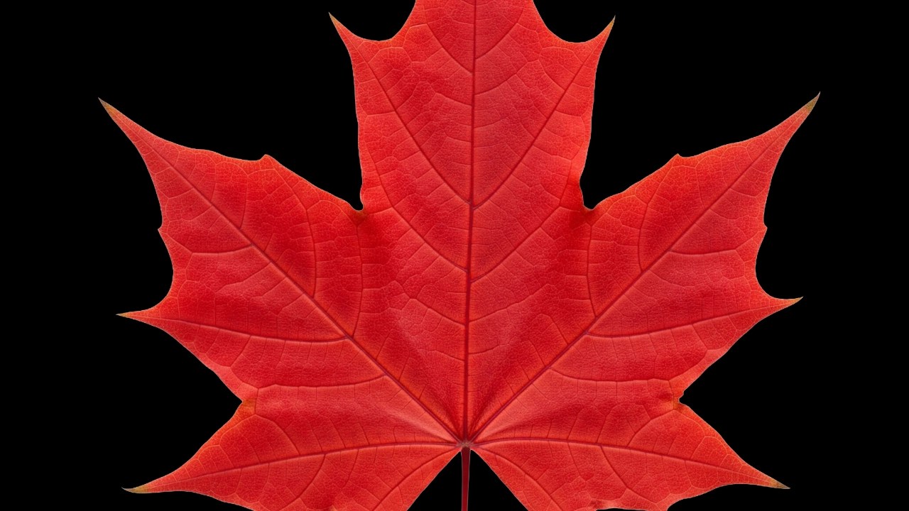 DESTROYED! Canadian ERUPTS on ReallyCoolNews Over Reporting!