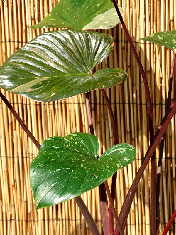 This name is the accepted name of a species in the genus homalomena (family araceae). Lg Gold Flek Elephant Ear Plant Homalomena Rubescens Real Tropicals