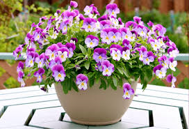 pansy pot
