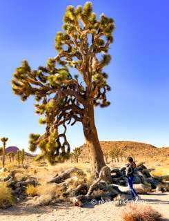 Fun things to do in Joshua Tree National Park with kids