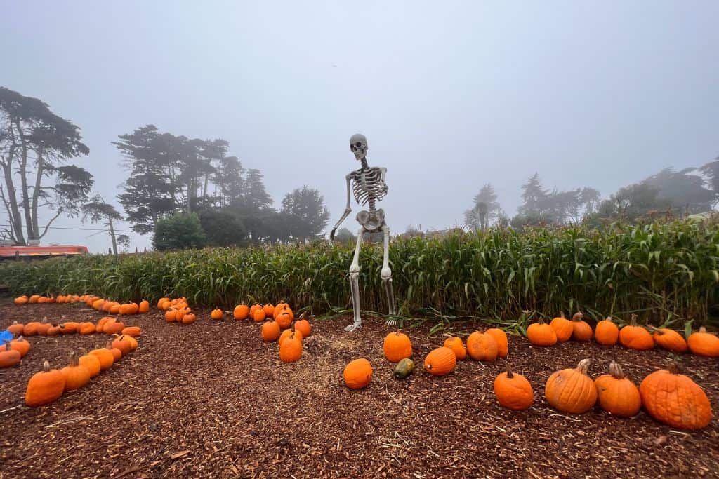 10 Most fun  Pumpkin Patches in Santa Cruz County by area