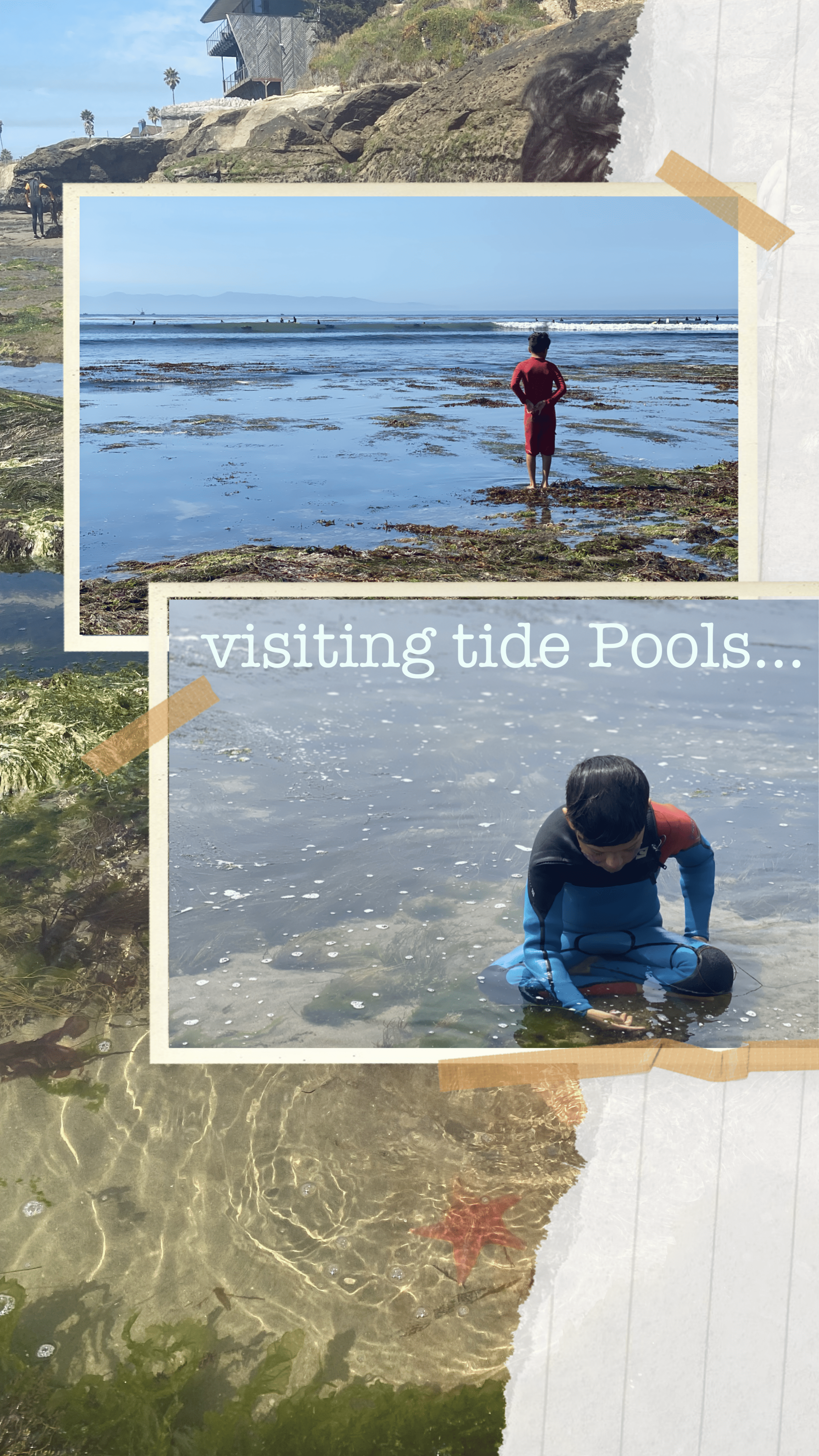 A Guide to Tide pools in Santa Cruz (+6 Hot spots!)