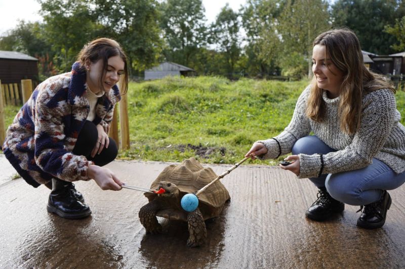 Meet Our Newest Animals These Are Reaseheath Mini Zoo - Abstract Art Collection - 4K Quality