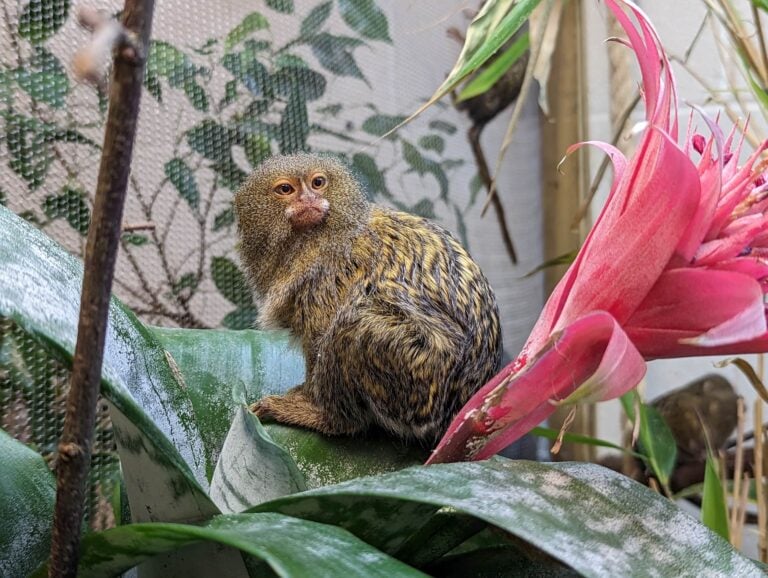 Plan Your Visit Reaseheath Zoo - Professional Mobile Nature Designs | Free Download