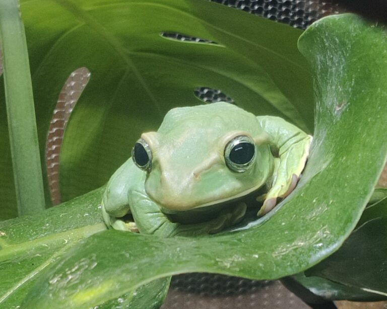 Education Reaseheath Zoo - Mountain Image Collection - Full HD Quality