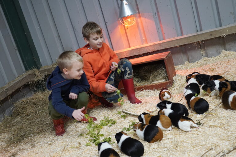 Discover And Explore Reaseheath Zoo - Premium Geometric Photo Gallery - 4K