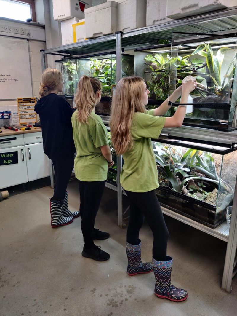 Finalising Zoo Developments Reaseheath Zoo - Colorful Art Collection - 4K Quality