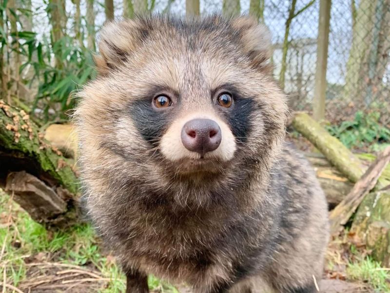 Facilities Reaseheath Zoo - City Patterns - Artistic 8K Collection