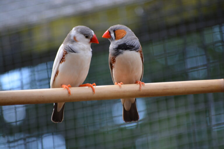 Today There Was A Very Special 17th Reaseheath Mini Zoo - Premium Dark Pattern Gallery - Retina