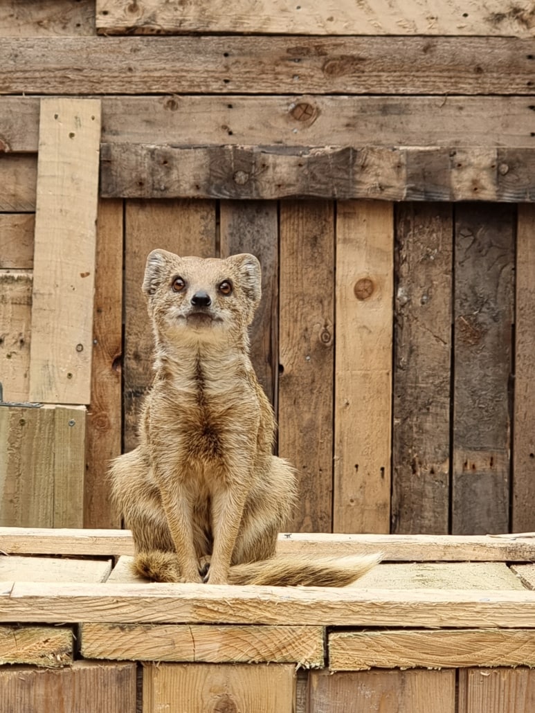 Students Build Stylish Accommodation For Mongooses Reaseheath Zoo - City Texture Collection - Mobile Quality