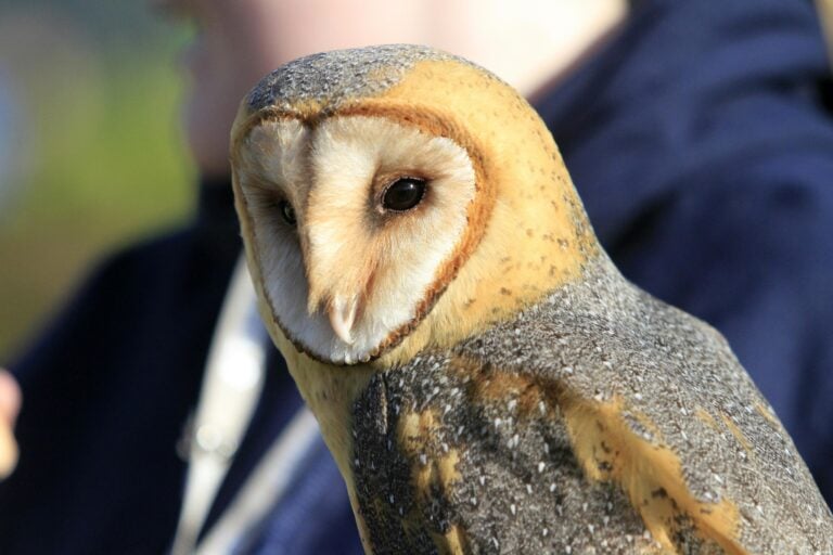 Plan Your Visit Reaseheath Zoo - Premium Vintage Illustration Gallery - Mobile