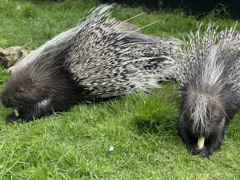 Finalising Zoo Developments Reaseheath Zoo - Beautiful Sunset Picture - Desktop