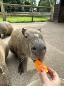 Experiences And Encounters Reaseheath Zoo - Desktop Light Patterns for Desktop