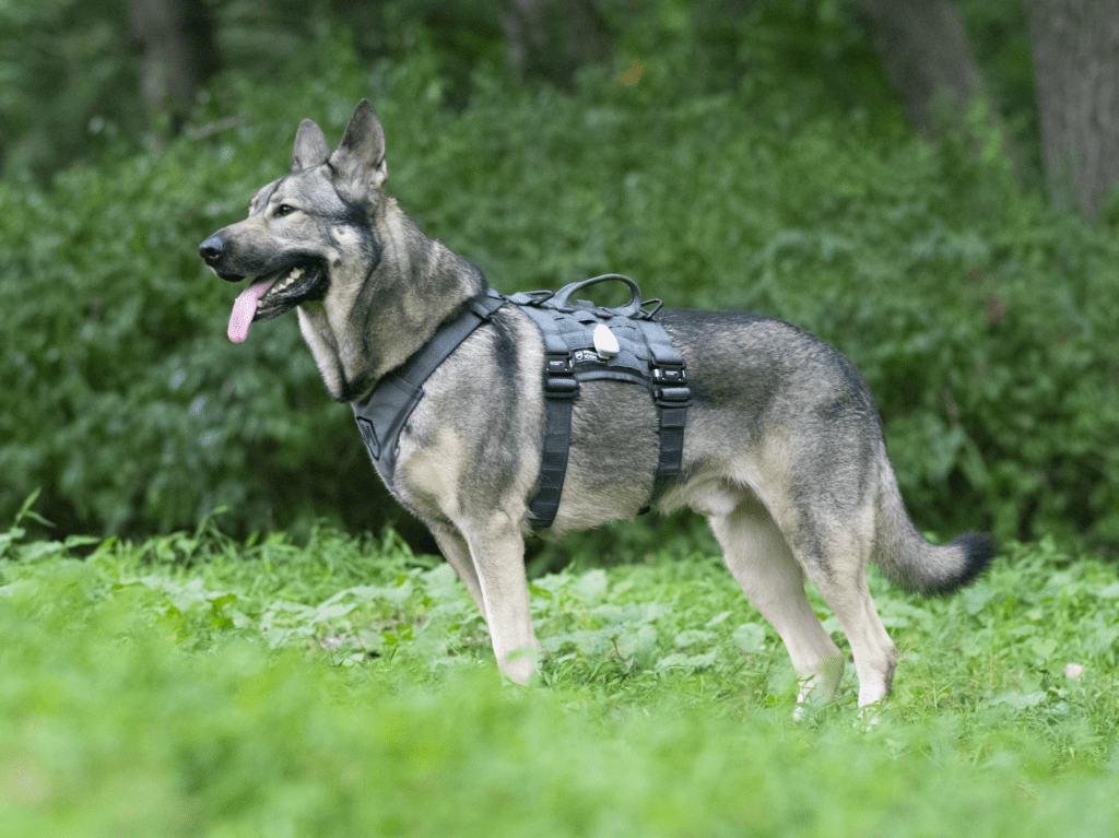 6 Best Tactical Dog Harnesses 2022 Just Pawsome Pets