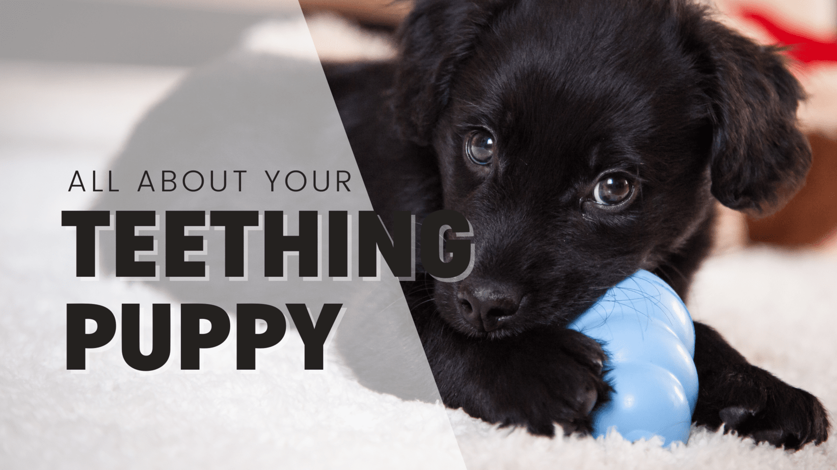All about puppy teething (& 6 tips to get you through it)