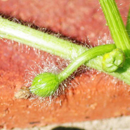 The one, and only, watermelon on my vine.