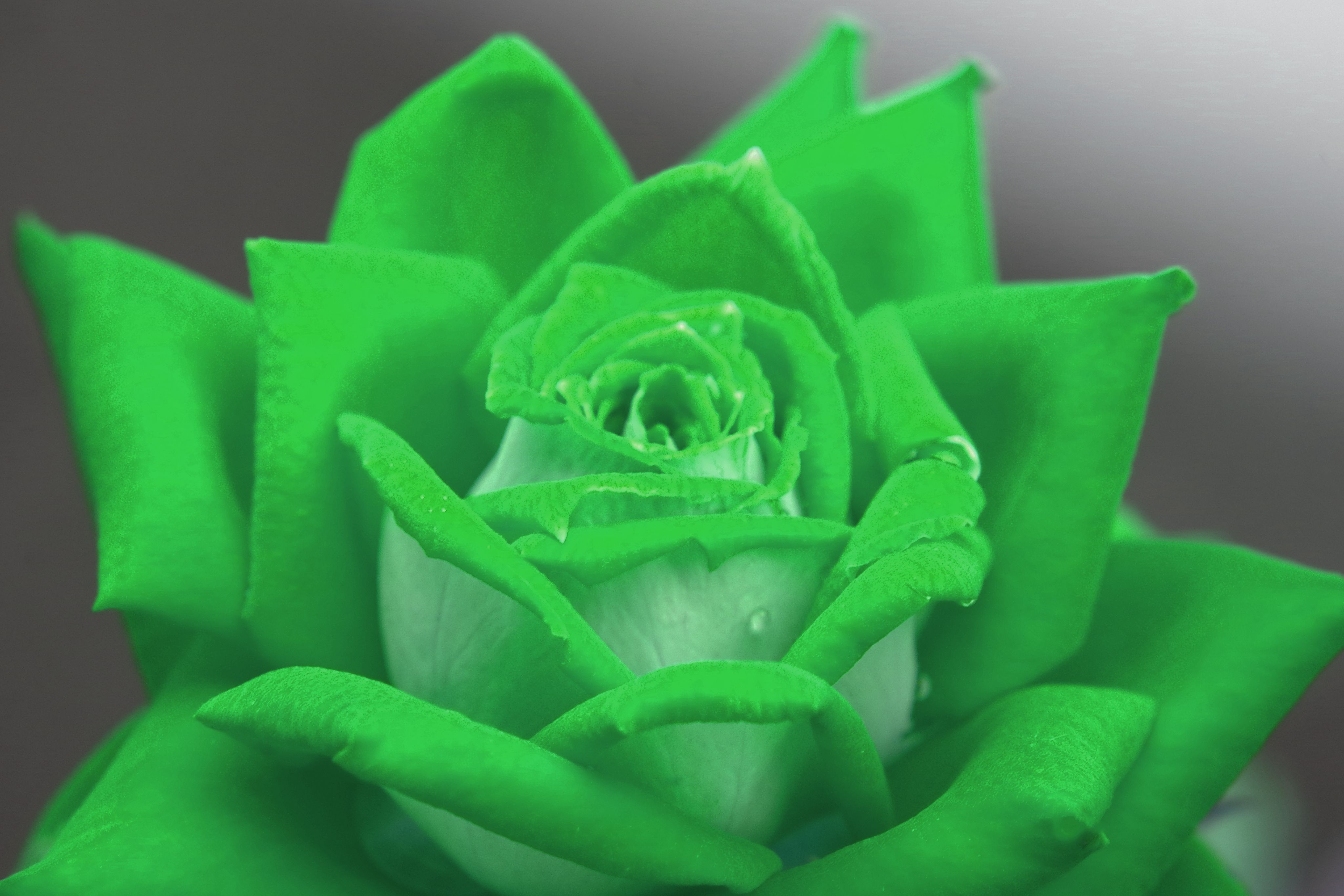 kelly green rose
