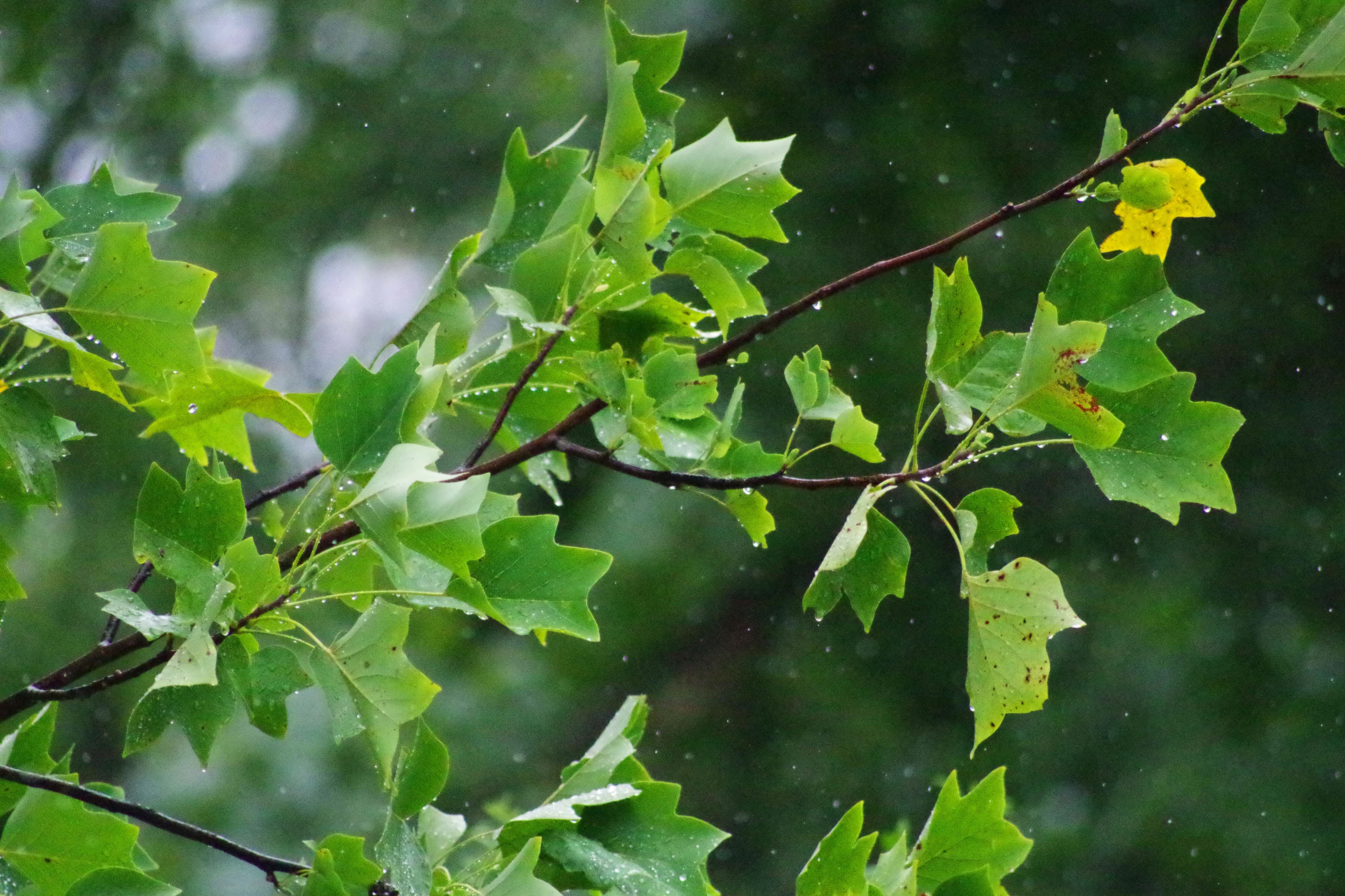 leaves in rain